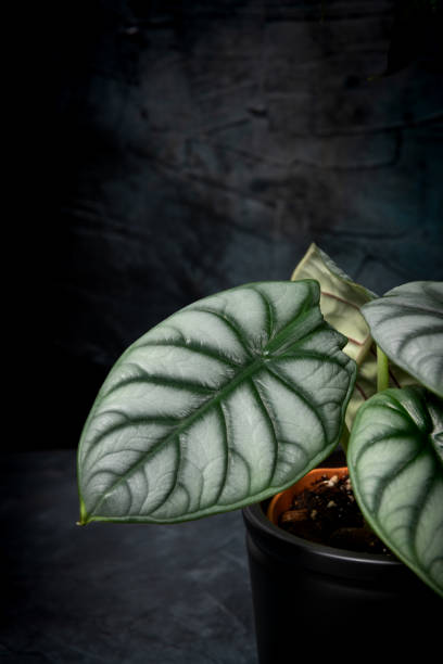 istock Alocasia arrangents 1480691470