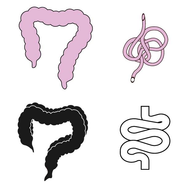 intestine simple icon vector intestine simple icon vector illustration symbol design spider web png stock illustrations