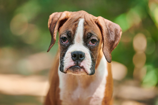 Fawn and white Boxer dog with a brown leather collar posing outdoors standing on a green grass with fallen maple leaves in autumn