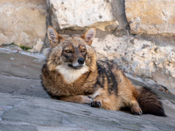 istock Golden jackal in nature tracks down prey 1480695611