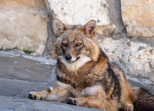 istock Golden jackal in nature tracks down prey 1480695613