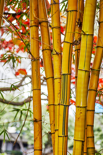 Close up of large Bamboo Trees