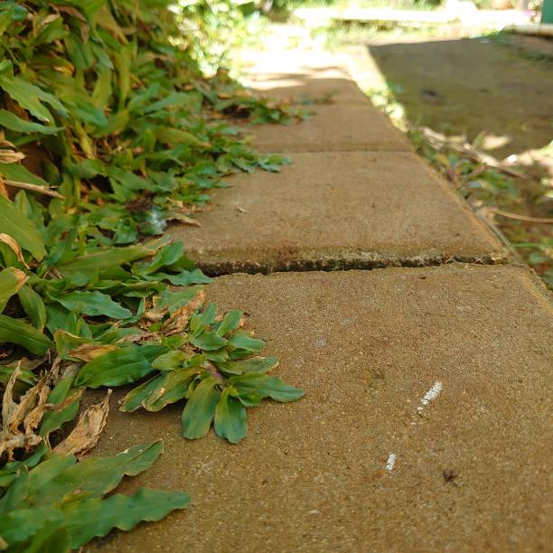 istock bricks and vines of green grass 1480696686