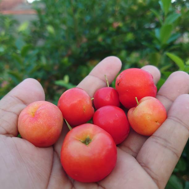 istock red and yellow cherries with a green background 1480697495