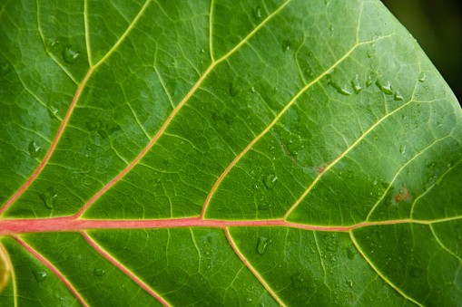 This is a macro photograph of a mangrove leaf in Cocoa Beach, Florida on an overcast day.