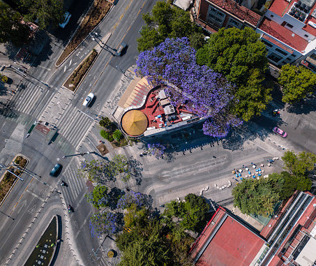 Springtime in Mexico City with Jacaranda trees, at Manacar roundabout