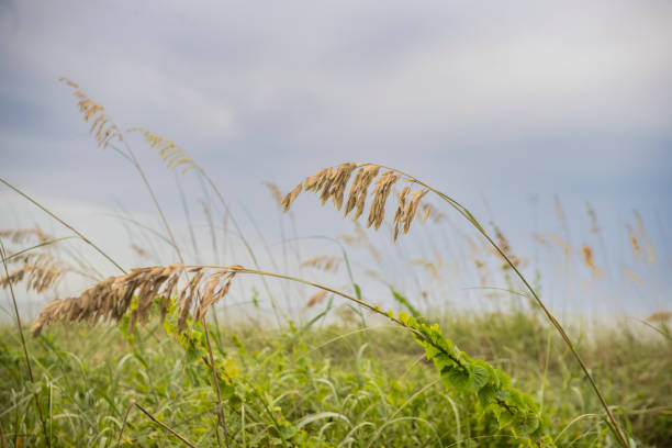 This is a photograph of sea oats on Cocoa Beach, Florida on an overcast day.