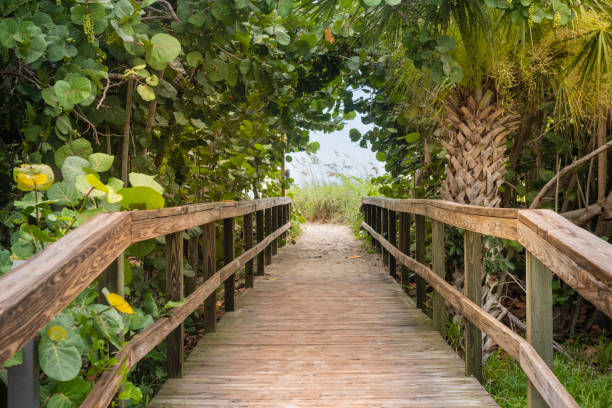 istock Wooden Boardwalk Leading to Satellite Beach in Florids 1480698693