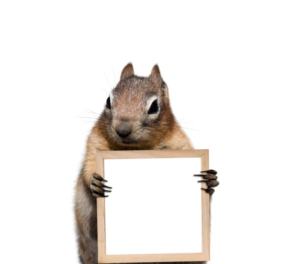 istock Funny little chipmunk holding blank empty picture frame sign in its hands isolated cutout 1480698808