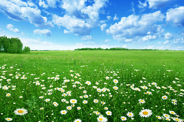 campo con bianco daisies sotto il cielo azzurro. - prato foto e immagini stock