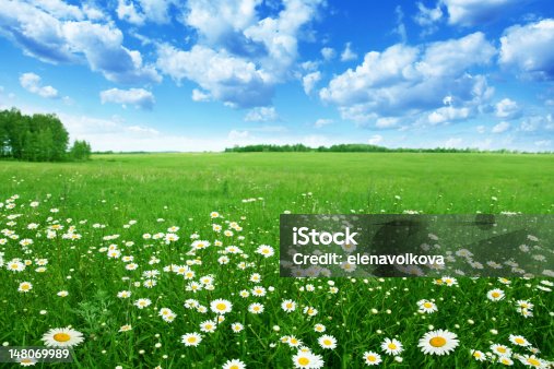 istock Field with white daisies under blue sky. 148069989