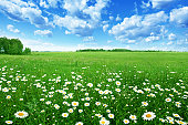 Field with white daisies under blue sky.