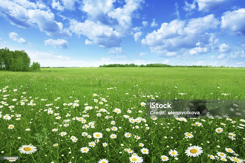 Field with white daisies under blue sky. White daisies in the field and blue cloudy sky. Flower Stock Photo