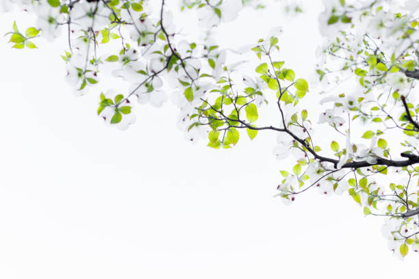 istock Flowering dogwood 1480700110