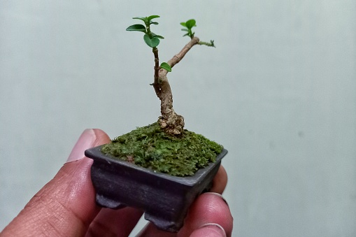 Closeup of hand holding a bonsai.