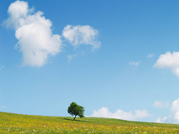 lonely tree - alleine fotografías e imágenes de stock