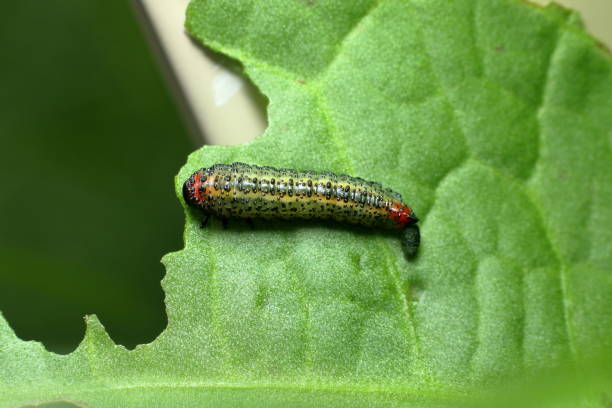 Spotted Sawfly Larva Caterpillar stock photo