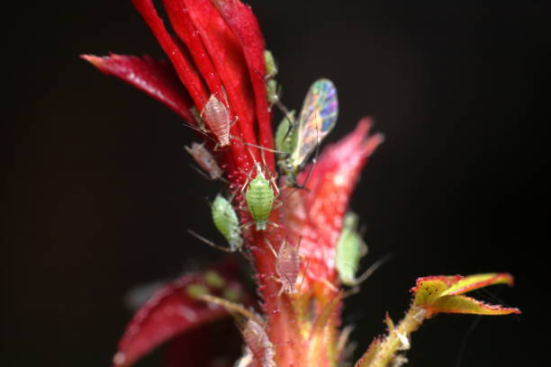 Aphids on a Rose plant stock photo