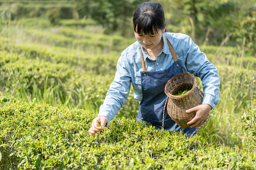 A woman picking tea in an organic tea garden in  sunshine