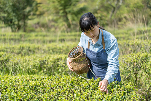 An Asia female farmer picking tea in tea garden in sunshine