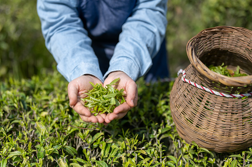 A female farmer holding freshly picked tea leaves