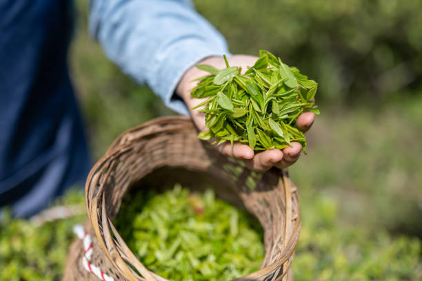 istock A female farmer holding freshly picked tea leaves 1480706976
