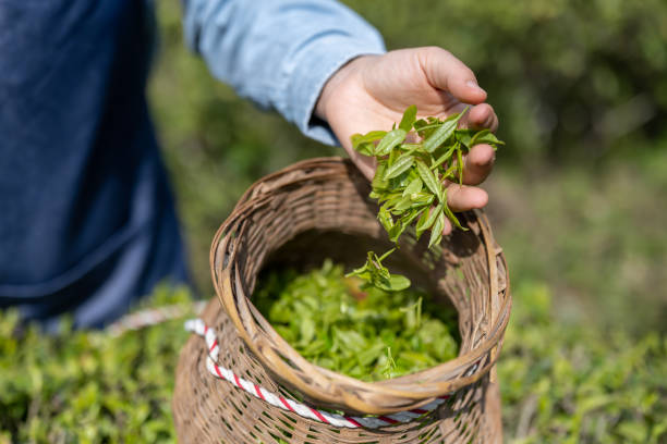 istock A female farmer holding freshly picked tea leaves 1480706982