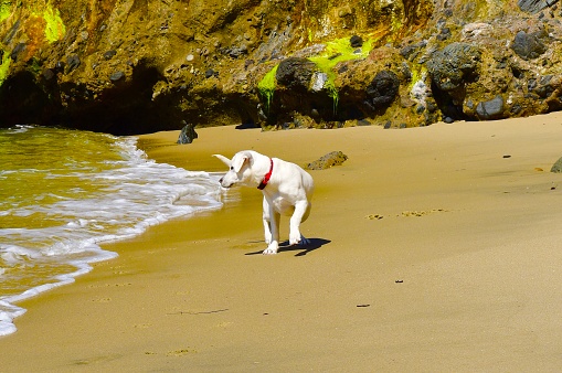 Five month old puppy at Laguna Beach, California