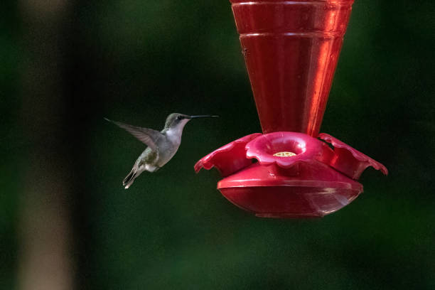 istock Flying hummingbird at a red feeder 1480707379