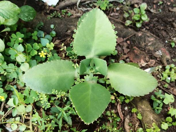 istock Ornamental plant Kalanchoe pinnata. Selective Focus. 1480710014