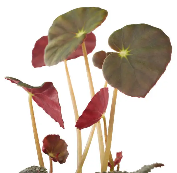 Photo of beefsteak begonia plant isolated on white background