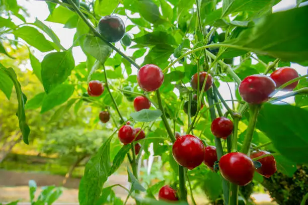 Red bell pepper round.Red peppercorns on a green bush in a summer garden.Farm fresh bio vegetables growing. Vegetable growing in the summer season.Bottom view.