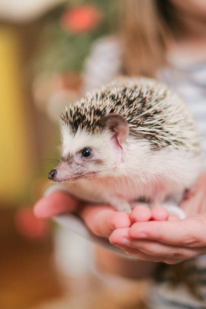 istock Hedgehog in the hands on a blurred room background.Communication between children and animals. Child and pet.African pygmy hedgehog. 1480714249