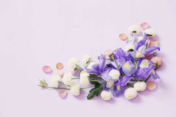 istock beautiful flowers on purple paper background 1480714942