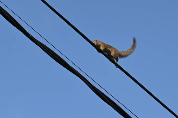 istock Squirrels crossed on power lines 1480716181