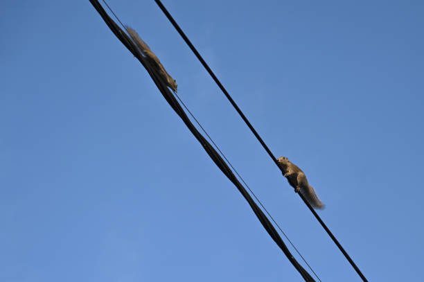 istock Squirrels crossed on power lines 1480716200
