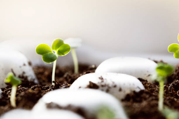 Young green seedling of a plant. Sapling Sprout in the soil. Selective focus and small depth of field. Concept of home garden. Fresh aromatic culinary herbs. copy space