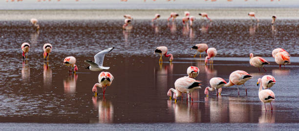 istock Flamingos in a shallow lake in Bolivia 1480718106