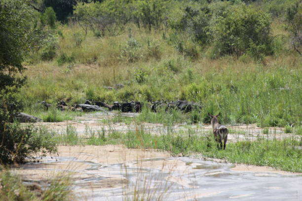 istock Waterbuck and Buffalos 1480720008
