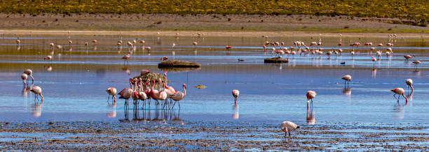 istock Flamingos in a shallow lake in Bolivia 1480721221