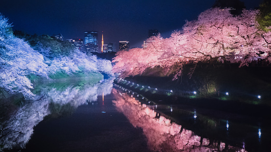 This is a photo of cherry blossoms in Tokyo.  It was taken at Chidorigafuchi, with Tokyo Tower in the background.