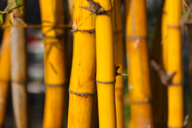 Photo taken at Cary state forest in NE Florida. Nikon D7200 with Nikon 200mm macro lens