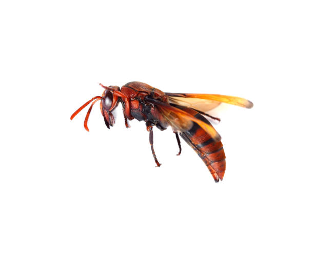 istock Fierce wasp, deadly poison on a white background 1480723528