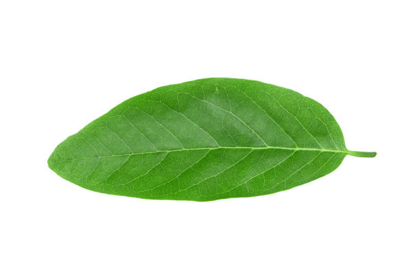 istock Green leaves isolated on a white background. 1480723616