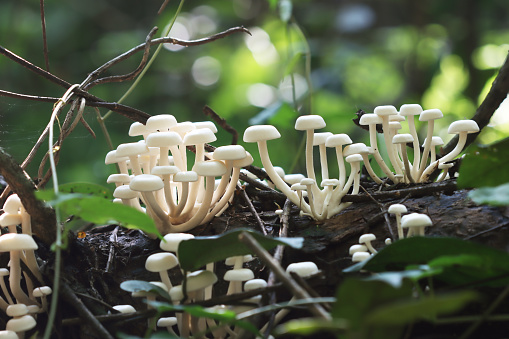 White mushrooms appear naturally in forests with fertile trees.