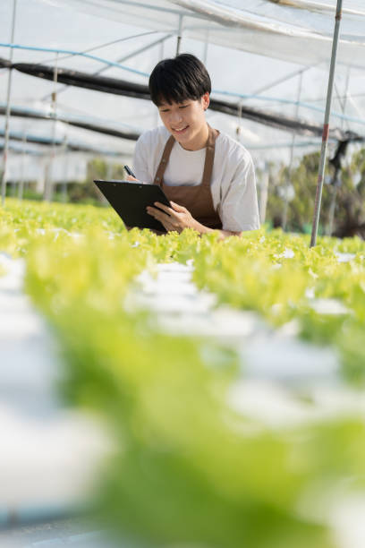 istock man Farmer harvesting vegetable and audit quality from hydroponics farm. Organic fresh vegetable, Farmer working with hydroponic vegetables garden harvesting, small business concepts. 1480727093
