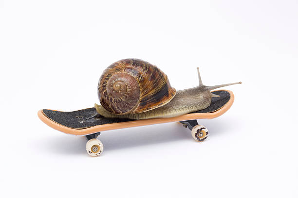 chiocciola zigrinata su skateboard - snail escargot animal speed foto e immagini stock