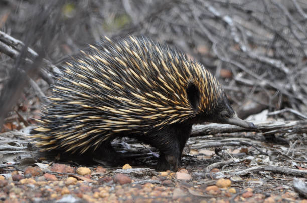 istock An echidna searching for a meal 1480729878