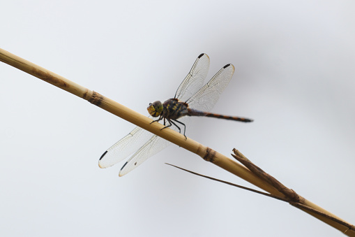 Libellula Depressa Blue dragonfly close up.