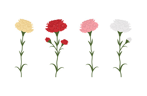 A set of carnations. White, yellow, red, pink on a white background. Illustration for Mother's Day, Victory Day.Vector illustration